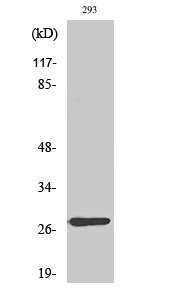Fig1:; Western Blot analysis of various cells using MRP-L16 Polyclonal Antibody diluted at 1: 2000