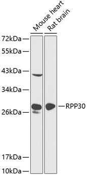 Western blot - RPP30 Polyclonal Antibody 