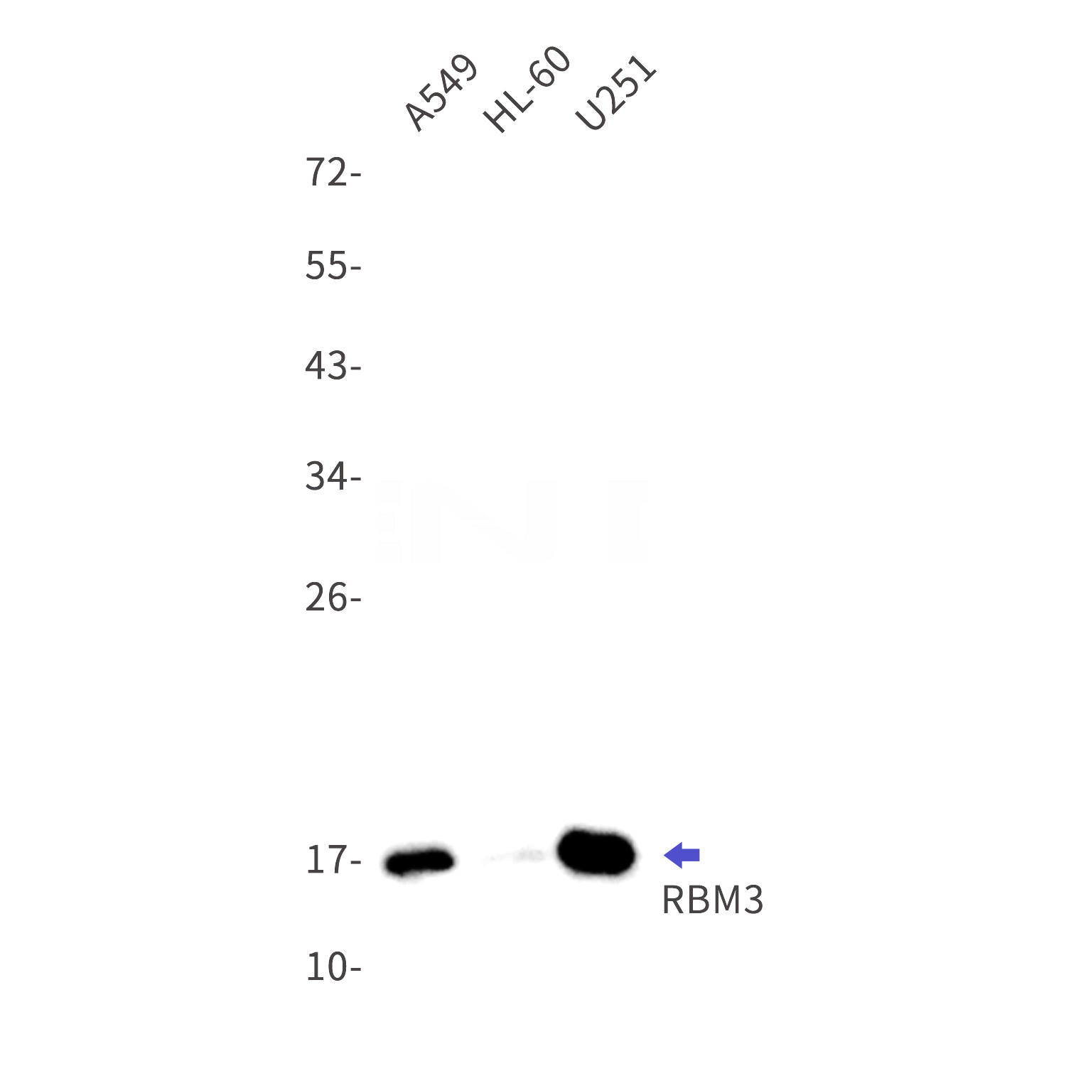 Western blot detection of RBM3 in A549,HL-60,U251 cell lysates using RBM3 Rabbit mAb(1:1000 diluted).Predicted band size:17kDa.Observed band size:17kDa.