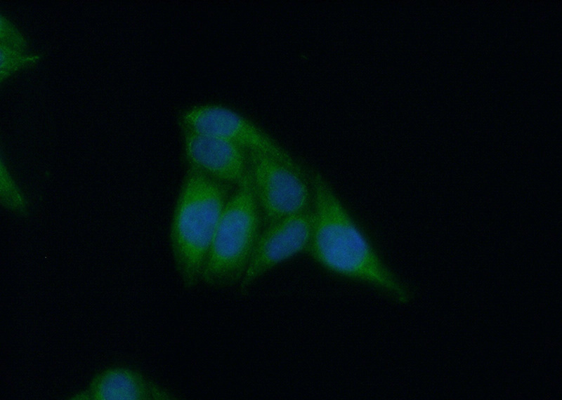Immunofluorescent analysis of (10% Formaldehyde) fixed HepG2 cells using Catalog No:108034(APOL4 Antibody) at dilution of 1:50 and Alexa Fluor 488-congugated AffiniPure Goat Anti-Rabbit IgG(H+L)