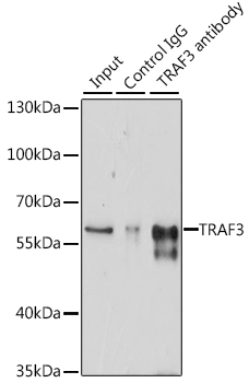 Immunoprecipitation - TRAF3 Polyclonal Antibody 