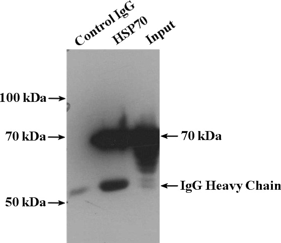 IP Result of anti-HSPA1B (IP:Catalog No:111569, 4ug; Detection:Catalog No:111569 1:1000) with K-562 cells lysate 3200ug.