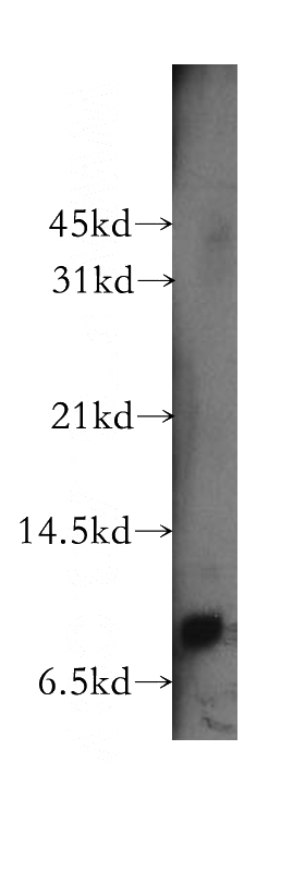K-562 cells were subjected to SDS PAGE followed by western blot with Catalog No:109636(CXCL11 antibody) at dilution of 1:300