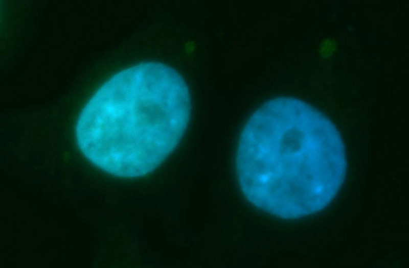 Immunofluorescent analysis of HepG2 cells, using RECQL4 antibody Catalog No:114676 at 1:100 dilution and FITC-labeled donkey anti-rabbit IgG(green). Blue pseudocolor = DAPI (fluorescent DNA dye).