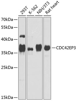 Western blot - CDC42EP3 Polyclonal Antibody 
