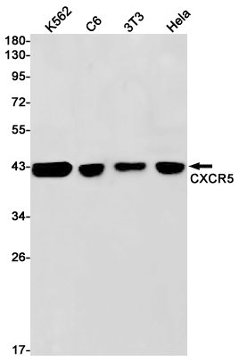 Western blot detection of CXCR5 in K562,C6,3T3,Hela cell lysates using CXCR5 Rabbit pAb(1:1000 diluted).Predicted band size:42kDa.Observed band size:42kDa.