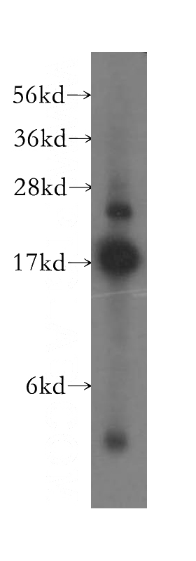HeLa cells were subjected to SDS PAGE followed by western blot with Catalog No:115817(SUB1 antibody) at dilution of 1:500
