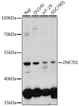 Western blot - ZNF701 Polyclonal Antibody 