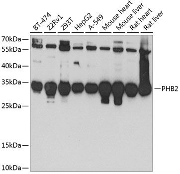 Western blot - PHB2 Polyclonal Antibody 