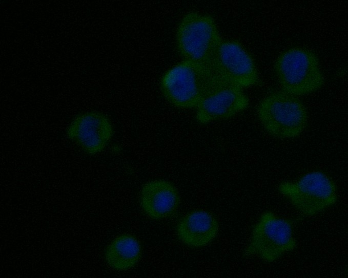Fig2:; ICC staining of LRRN3 in F9 cells (green). Formalin fixed cells were permeabilized with 0.1% Triton X-100 in TBS for 10 minutes at room temperature and blocked with 1% Blocker BSA for 15 minutes at room temperature. Cells were probed with the primary antibody ( 1/100) for 1 hour at room temperature, washed with PBS. Alexa Fluor®488 Goat anti-Mouse IgG was used as the secondary antibody at 1/1,000 dilution. The nuclear counter stain is DAPI (blue).