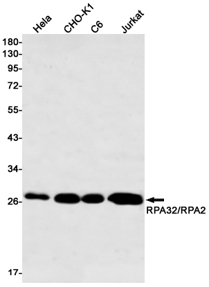 Western blot detection of RPA32/RPA2 in Hela,CHO-K1,C6,Jurkat cell lysates using RPA32/RPA2 Rabbit mAb(1:500 diluted).Predicted band size:29kDa.Observed band size:29kDa.