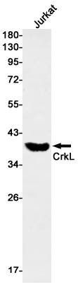Western blot detection of CrkL in Jurkat cell lysates using CrkL Rabbit mAb(1:1000 diluted).Predicted band size:34kDa.Observed band size:34kDa.