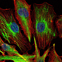Fig2: ICC staining KLHL22 (green) and actin filaments (red) in U251 cells. The nuclear counter stain is DAPI (blue). Cells were fixed in paraformaldehyde, permeabilised with 0.25% Triton X100/PBS.