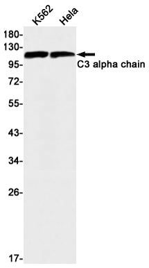 Western blot detection of C3 in K562,Hela cell lysates using C3 Rabbit mAb(1:1000 diluted).Predicted band size:187kDa.Observed band size:120kDa.