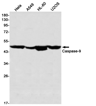 Western blot detection of Caspase-9 in Hela,A549,HL-60,U2OS using Caspase-9 Rabbit mAb(1:1000 diluted)