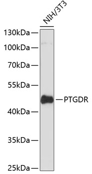 Western blot - PTGDR Polyclonal Antibody 