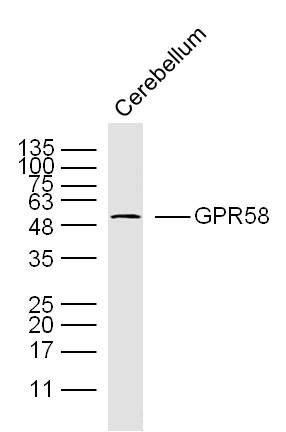 Fig1: Sample: Cerebellum (Mouse) Lysate at 40 ug; Primary: Anti-GPR58(bs-10196R) at 1/300 dilution; Secondary: IRDye800CW Goat Anti-Rabbit IgG at 1/20000 dilution; Predicted band size: 40 kD; Observed band size: 50 kD