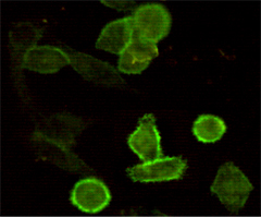 Immunocytochemistry staining of HeLa cells fixed with 4% Paraformaldehyde and using CD44 mouse mAb (dilution 1:100).