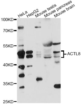 Western blot - ACTL8 Polyclonal Antibody 