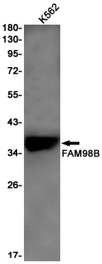 Western blot detection of FAM98B in K562 cell lysates using FAM98B Rabbit pAb(1:1000 diluted).Predicted band size:37kDa.Observed band size:37kDa.