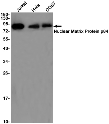 Western blot detection of Nuclear Matrix Protein p84 in Jurkat,Hela,COS7 cell lysates using Nuclear Matrix Protein p84 Rabbit pAb(1:1000 diluted).Predicted band size:76KDa.Observed band size:84KDa.
