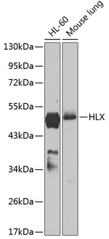 Western blot - HLX Polyclonal Antibody 