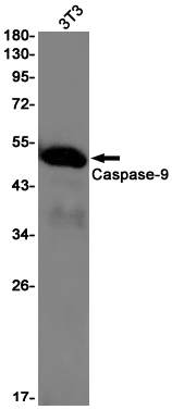 Western blot detection of Caspase-9 in 3T3 cell lysates using Caspase-9 Rabbit pAb(1:1000 diluted).Predicted band size:50kDa.Observed band size:50kDa.