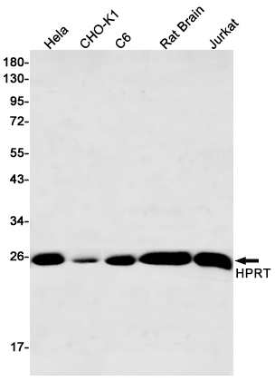 Western blot detection of HPRT in Hela,CHO-K1,C6,Rat Brain,Jurkat cell lysates using HPRT Rabbit pAb(1:500 diluted).Predicted band size:25kDa.Observed band size:25kDa.