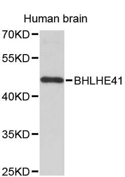 Western blot - BHLHE41 Polyclonal Antibody 