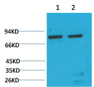 Western blot analysis of 1)Hela, 2) Rat LiverTissue with GRP78/Bip Mouse mAb diluted at 1:2,000.