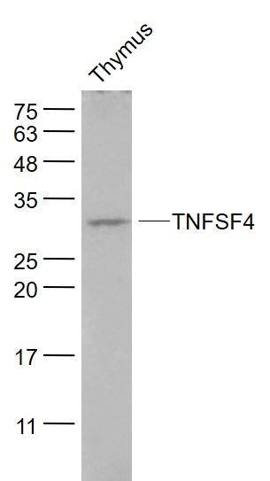 Fig1: Sample:; Thymus(Rat) Lysate at 40 ug; Primary: Anti- TNFSF4 at 1/1000 dilution; Secondary: IRDye800CW Goat Anti-Rabbit IgG at 1/20000 dilution; Predicted band size: 22 kD; Observed band size: 33 kD