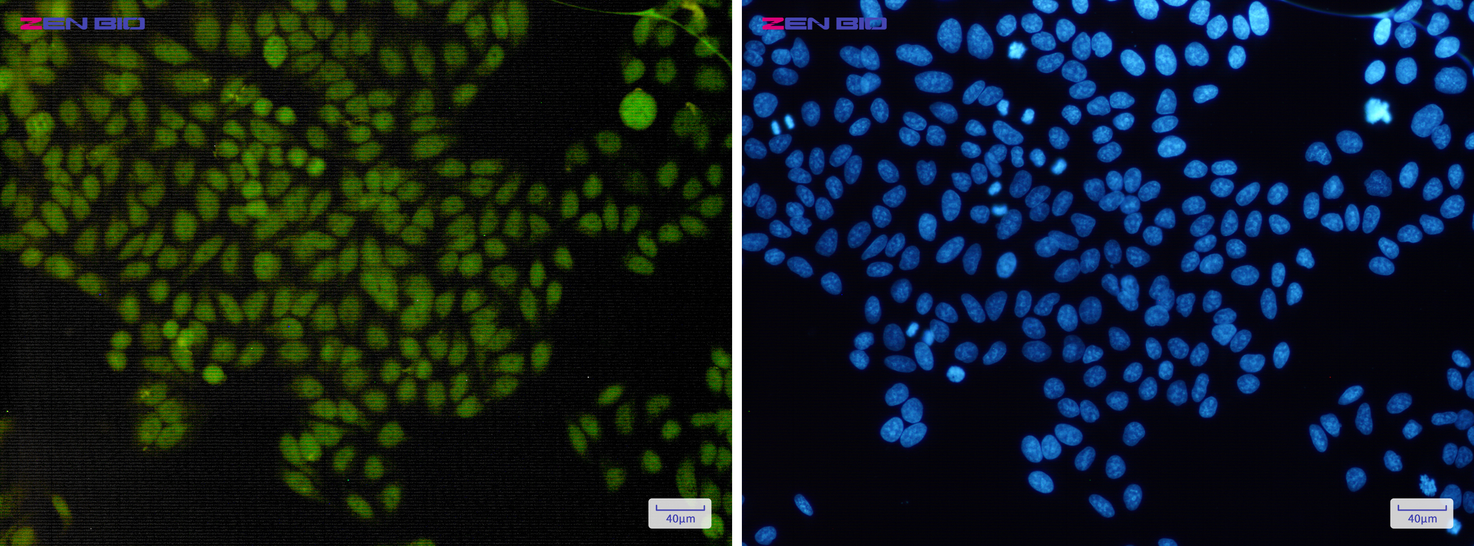 Immunocytochemistry of APE1(green) in Hela cells using APE1 Rabbit pAb at dilution 1/50, and DAPI(blue)