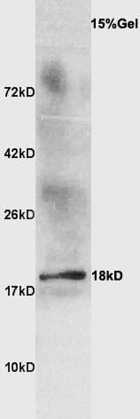 Fig1: Sample: Goat milk at 30ug;; Primary: Anti- Beta-lactoglobulin at 1:300 dilution;; Secondary: HRP conjugated Goat Anti-Rabbit IgG(bs-0295G-HRP) at 1: 3000 dilution;; Predicted band size : 18kD; Observed band size : 18kD
