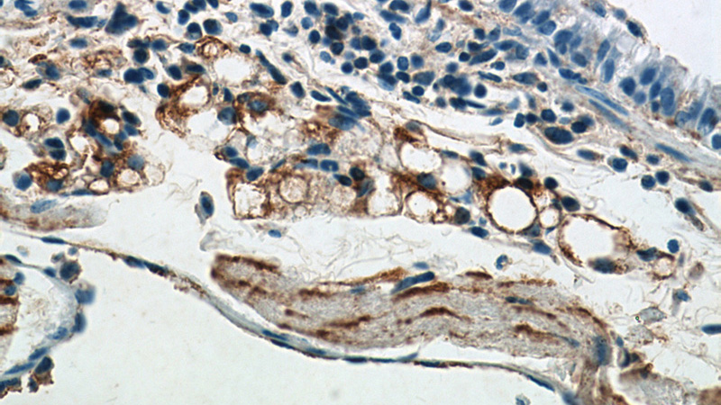 Immunohistochemical of paraffin-embedded mouse lung using Catalog No:113442(Bglap1 antibody) at dilution of 1:50 (under 40x lens)