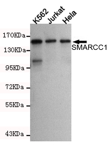 Western blot detection of SMARCC1 in K562,Jurkat and Hela cell lysates using SMARCC1 mouse mAb (1:1000 diluted).Predicted band size:155KDa.Observed band size:155KDa.