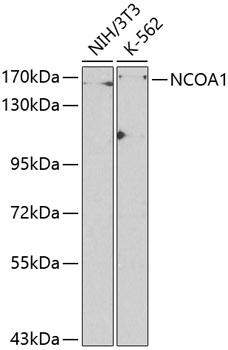 Western blot - NCOA1 Polyclonal Antibody 