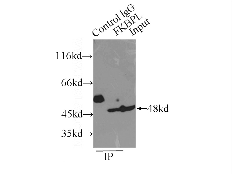 IP Result of anti-FKBPL (IP:Catalog No:110684, 3ug; Detection:Catalog No:110684 1:800) with MCF-7 cells lysate 2500ug.