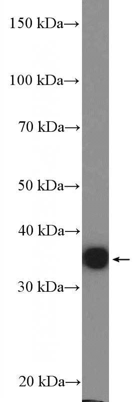 HepG2 cells were subjected to SDS PAGE followed by western blot with Catalog No:108094(ANXA3 Antibody) at dilution of 1:600