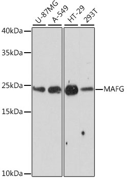 Western blot - MAFG Polyclonal Antibody 