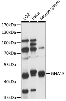 Western blot - GNA15 Polyclonal Antibody 