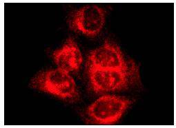 Fig2: Immunofluorescence staining of methanol-fixed HeLa cells showing membrane localization.