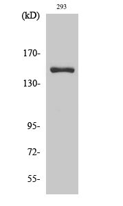 Fig1:; Western Blot analysis of various cells using ANKRD30A Polyclonal Antibody diluted at 1: 2000 cells nucleus extracted by Minute TM Cytoplasmic and Nuclear Fractionation kit (SC-003,Inventbiotech,MN,USA).
