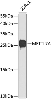 Western blot - METTL7A Polyclonal Antibody 