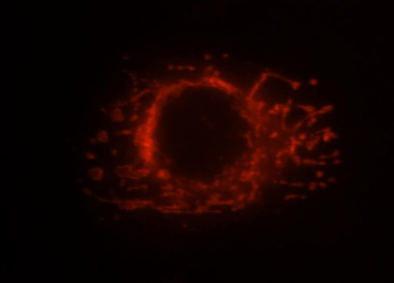 Immunofluorescent analysis of Hela cells, using MRPS25 antibody Catalog No:112852 at 1:25 dilution and Rhodamine-labeled goat anti-rabbit IgG (red).