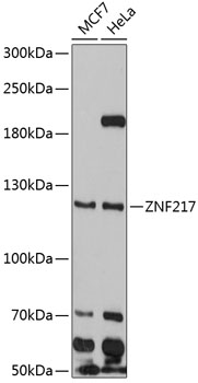 Western blot - ZNF217 Polyclonal Antibody 
