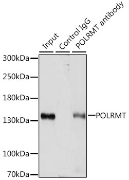 Immunoprecipitation - POLRMT Polyclonal Antibody 