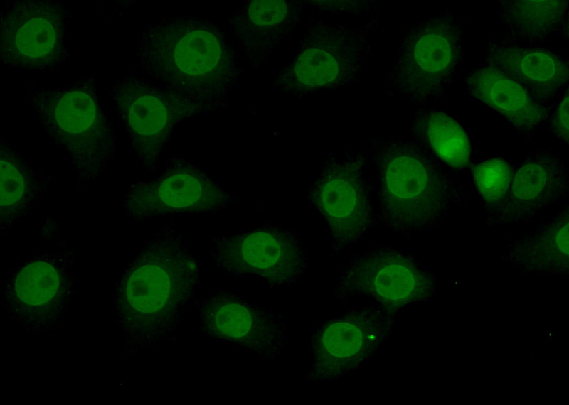Immunofluorescent analysis of (10% Formaldehyde) fixed SH-SY5Y cells using Catalog No:114840(RPS27L Antibody) at dilution of 1:50 and Alexa Fluor 488-congugated AffiniPure Goat Anti-Rabbit IgG(H+L)