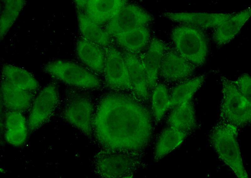 Immunofluorescent analysis of (-20oc Ethanol) fixed HeLa cells using Catalog No:109364(COASY Antibody) at dilution of 1:50 and Alexa Fluor 488-congugated AffiniPure Goat Anti-Rabbit IgG(H+L)