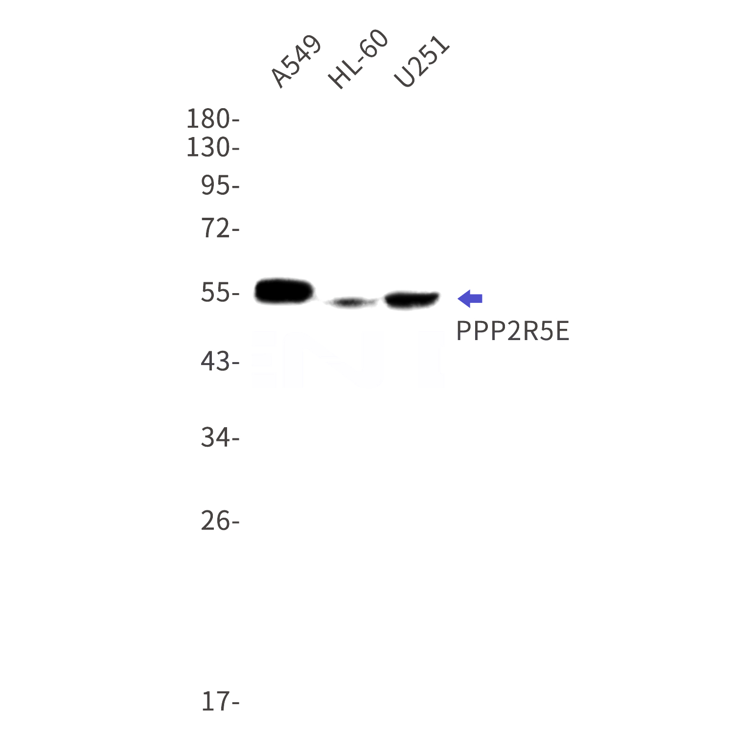 Western blot detection of PPP2R5E in A549,HL-60,U251 cell lysates using PPP2R5E Rabbit mAb(1:1000 diluted).Predicted band size:55kDa.Observed band size:55kDa.