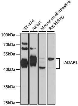 Western blot - ADAP1 Polyclonal Antibody 